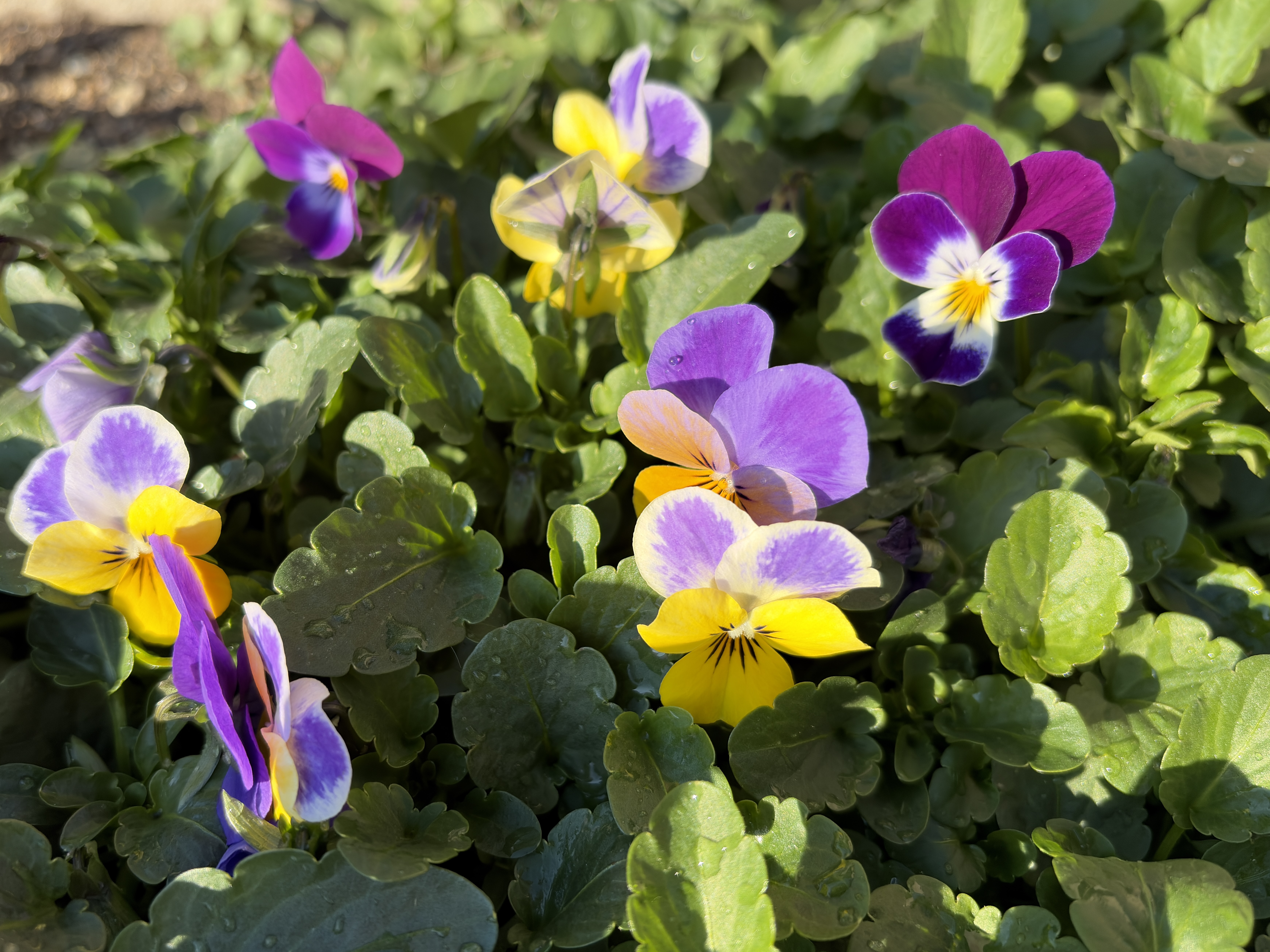 パンジーの写真